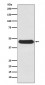 Anti-Atg4B Rabbit Monoclonal Antibody